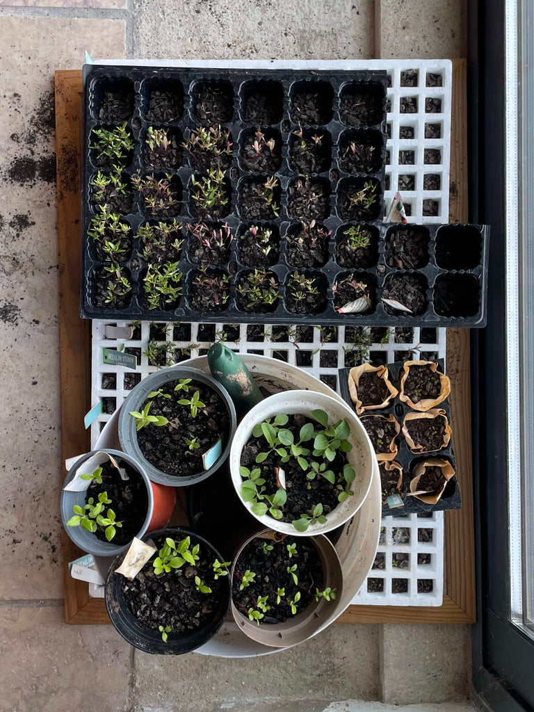 Dye Garden Part I: Germination, Bed Preperation & Planting