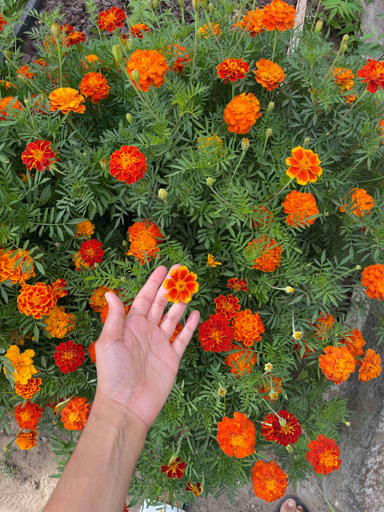 Dye Garden Part II: Marigolds